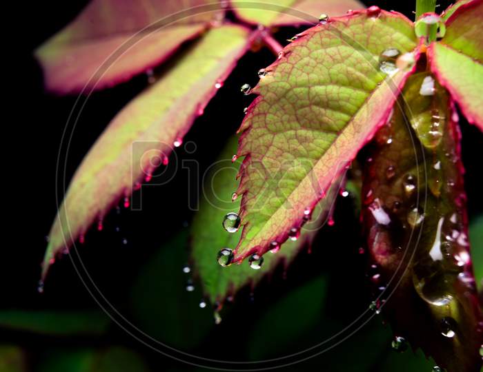 Purple Green Colored Rose Leaves With Raindrops On The Leaf Edges And Black Background.