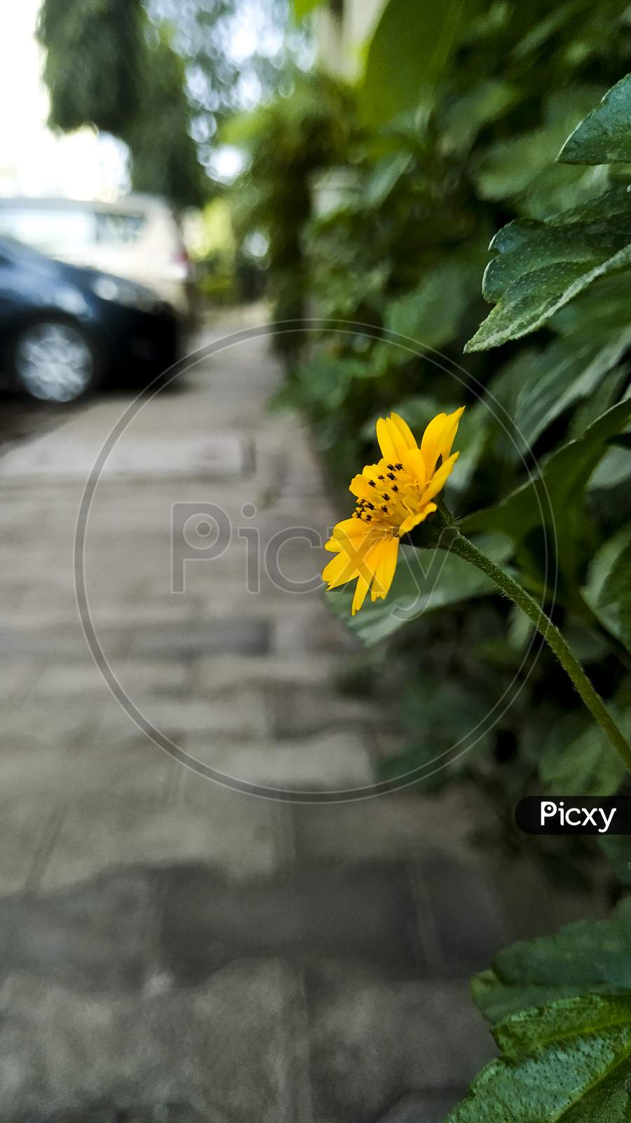 Focus On Yellow Flower And Green Leafs Plant Side View
