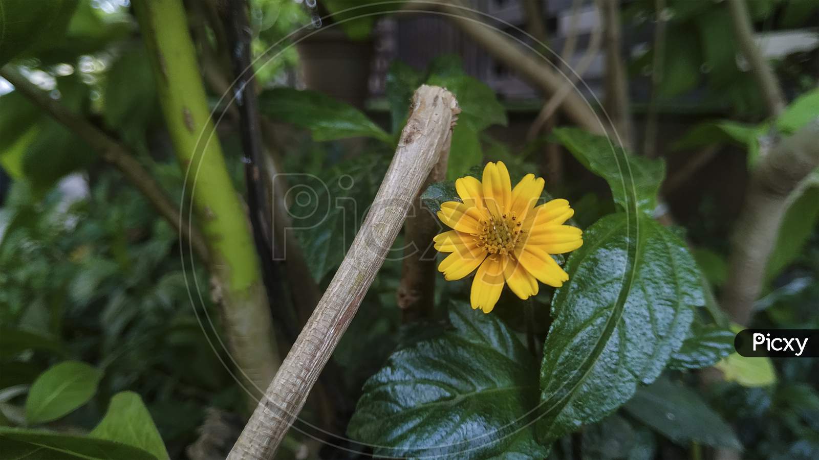 Selective Focus On Yellow Flower And Green Leafs Plant