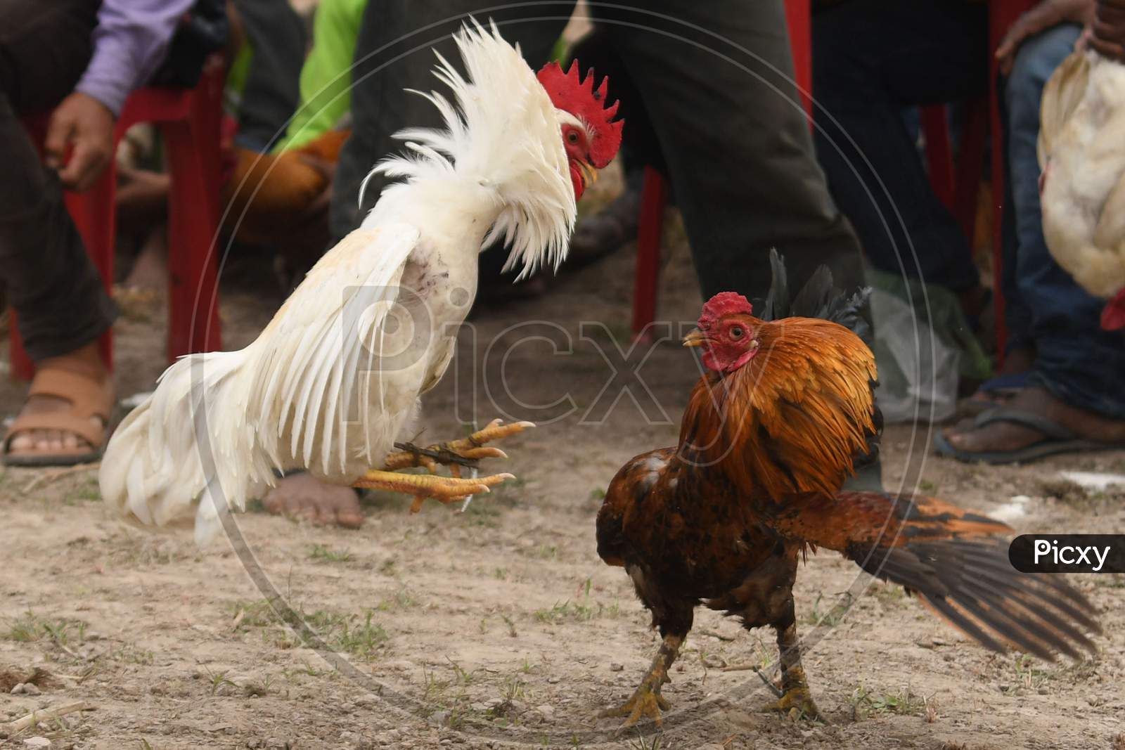 Roosters attack each other during a cockfight as part of Udpur festival near Dharamtul in Morigaon District of Assam , India on Jan 19,2021.