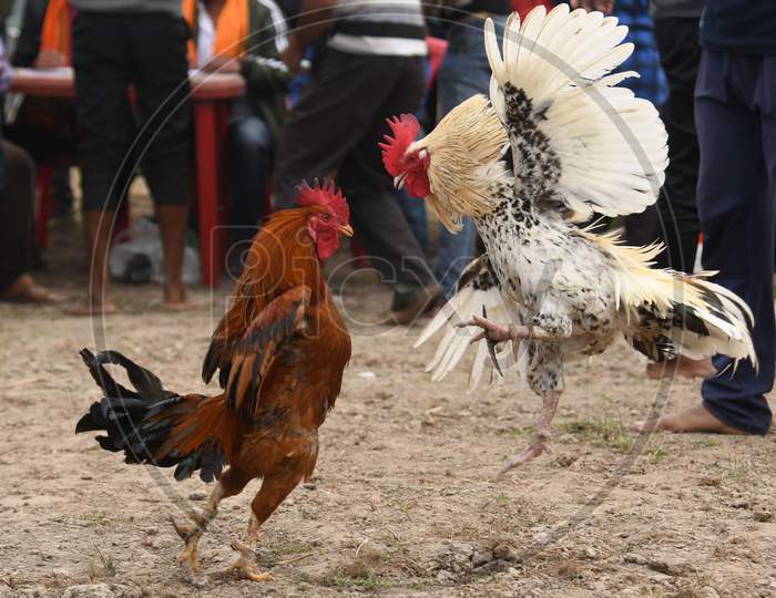 Roosters attack each other during a cockfight as part of Udpur festival near Dharamtul in Morigaon District of Assam , India on Jan 19,2021.