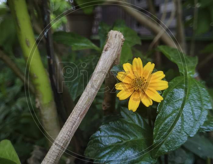 Selective Focus On Yellow Flower And Green Leafs Plant