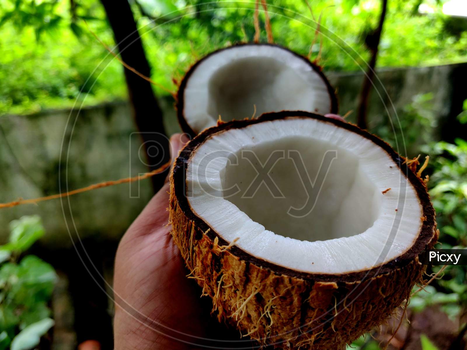 Fresh Raw White Coconut Cut Into Half In Hands