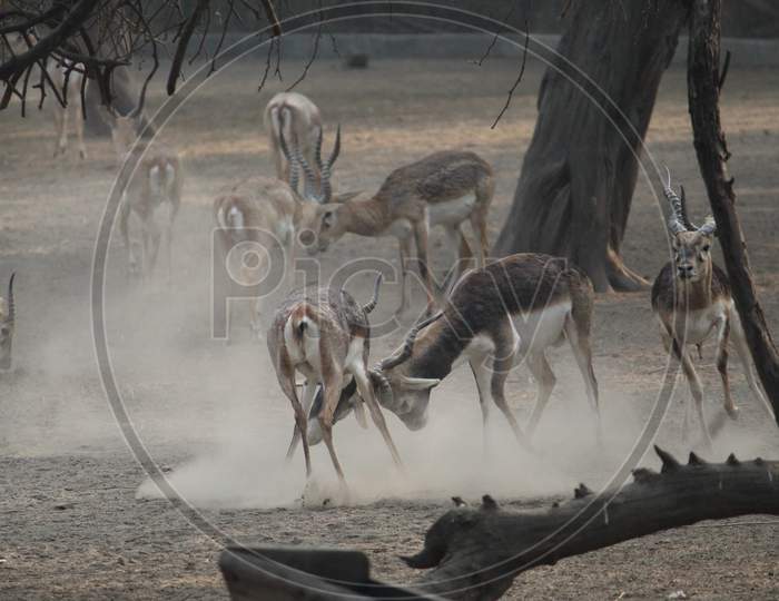 Intense fight between male blackbucks ( Indian Antelope ) on the dusty dry ground