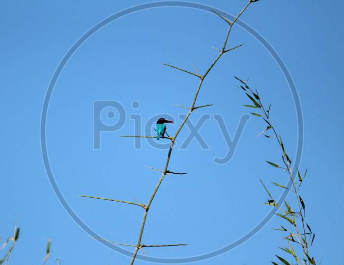 Kingfisher Bird With Sitting On Tree Branch On The Morning And Blue Sky On The Background