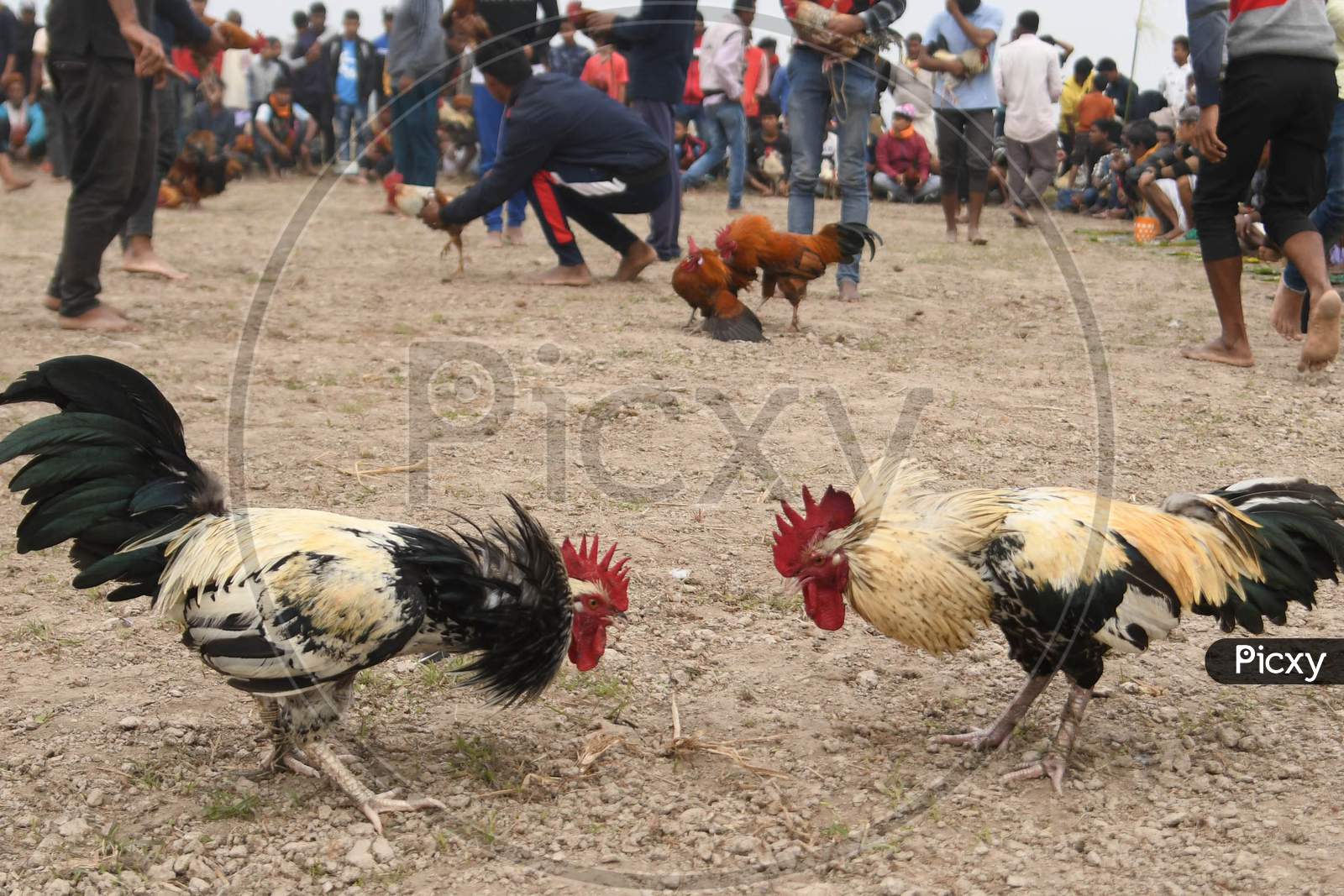 Roosters Wait To Attack Each Other During A Cockfight As Part  Of Udpur Festival Near Dharamtul In Morigaon District Of Assam On Jan 19,2021.