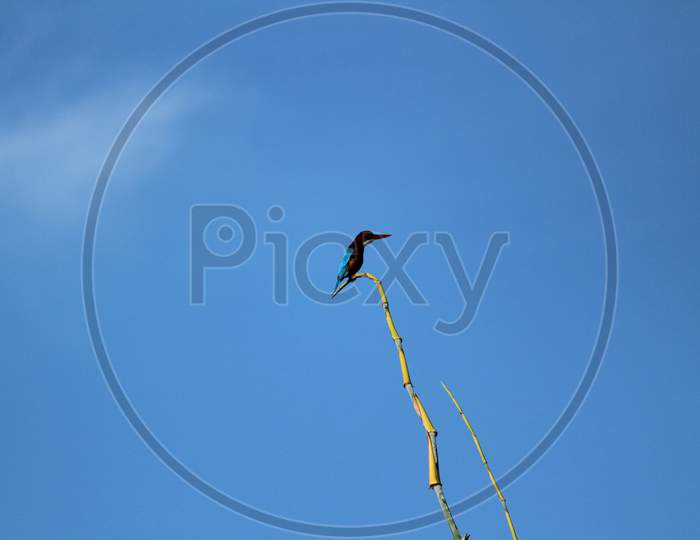 Kingfisher Bird With Sitting On Tree Branch On The Morning And Blue Sky On The Background