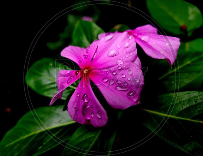Beautiful Madagascar Periwinkle , Catharanthus Roseus, Commonly Known As Bright Eyes, Cape Periwinkle, Graveyard Plant, Madagascar Periwinkle, Old Maid, Pink Periwinkle, Rose Periwinkle, Is A Species Of Flowering Plant In The Family Apocynaceae.