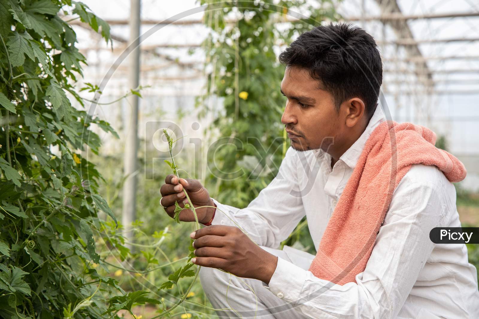 Closeup Of Young Indian Farmer Inspecting Crop From His Poly House Or Greenhouse, Modern Organic Farming, Agriculture Concept, Copy Space.