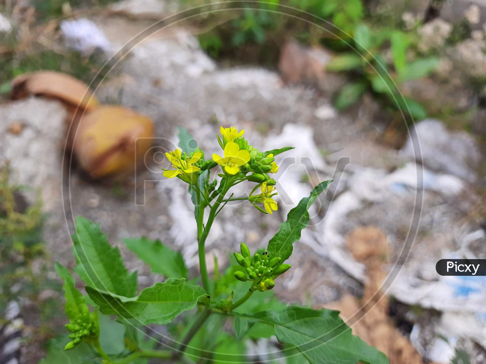 Beautiful Mustard flower Sinapis Aiba yellow flowers and plant in a nature Background. Hedge mustard or sisymbrium officinale is an old cultivation and medicinal plant.