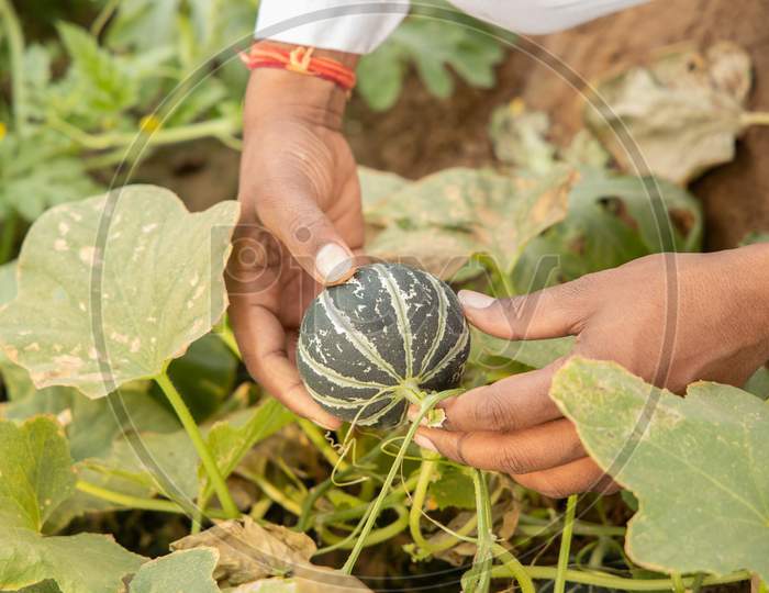 Closeup Of Farmer Hand Inspecting Or Holding Unripe Muskmelon Or Sugar Melon From Before Harvesting, Organic Farming And Agriculture Concept.