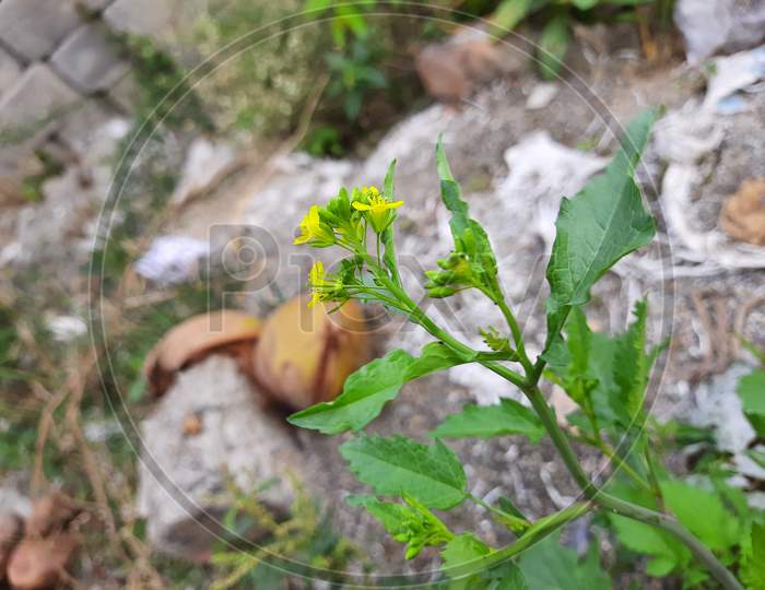 Beautiful Mustard flower Sinapis Aiba yellow flowers and plant in a nature Background. Hedge mustard or sisymbrium officinale is an old cultivation and medicinal plant.