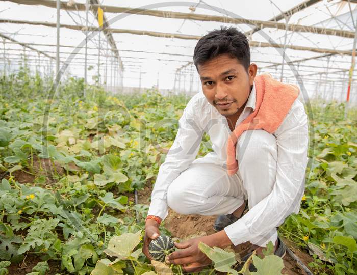 Young Indian Farmer Inspecting Or Harvesting Unripe Muskmelon Or Sugar Melon From His Poly House Or Greenhouse, Modern Organic Farming, Agriculture Concept, Copy Space.