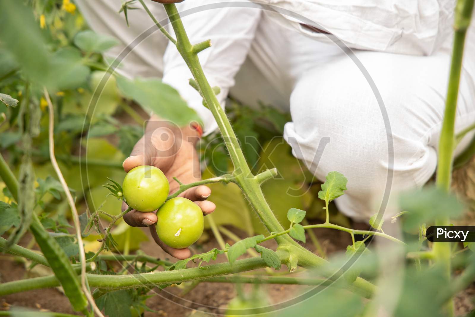 Closeup Of Farmer Hand Inspecting Or Holding Unripe Tomatoes Before Harvesting, Organic Farming And Agriculture Concept.