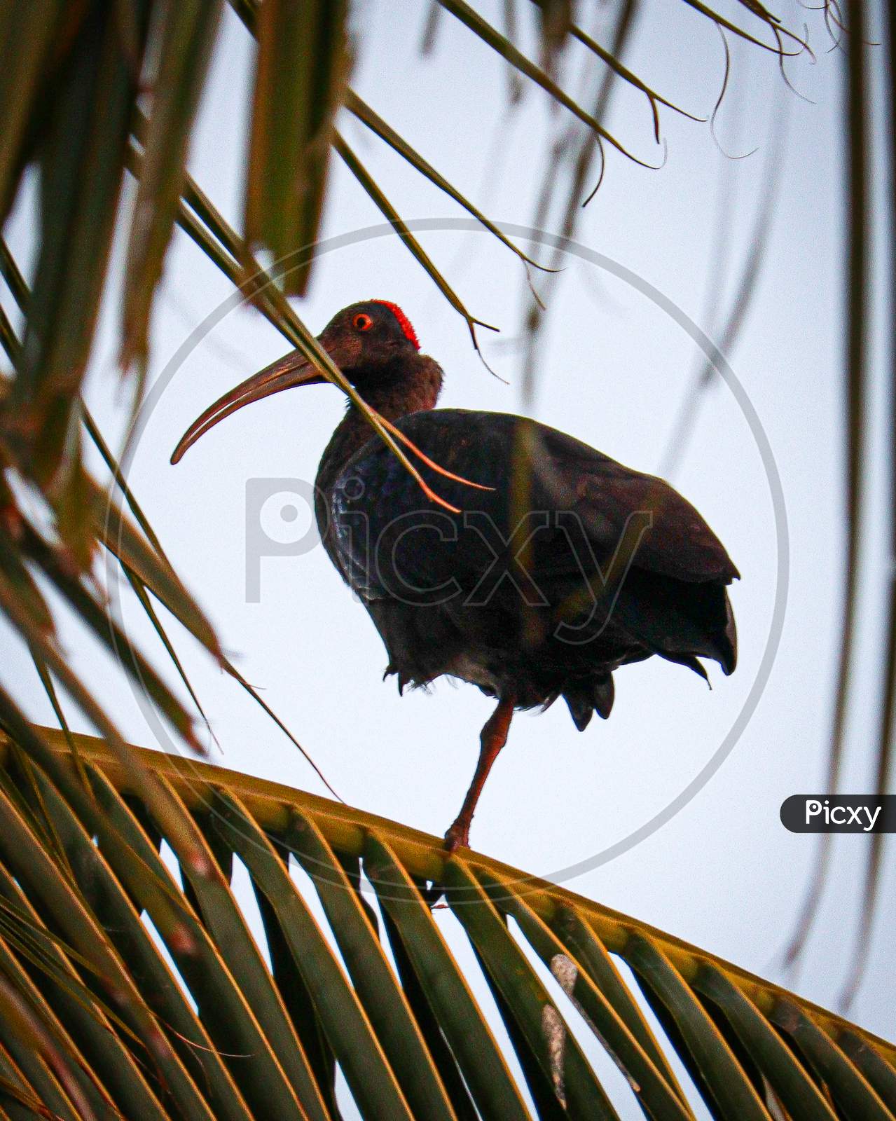 Red-Naped-Ibis, in coconut tree