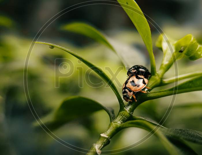 Beetles on a plant