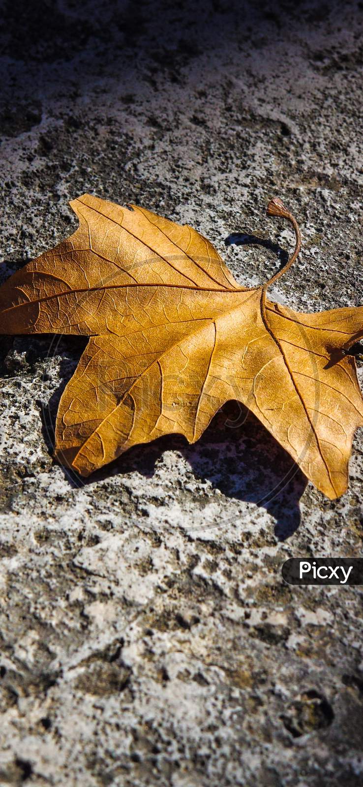 Fallen Autumn leaf