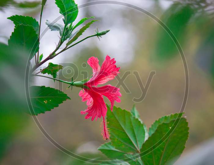 Hibiscus flower blooming away on a pleasant day