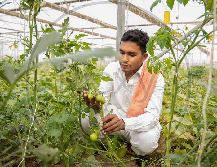 Young Indian Farmer Inspecting Or Harvesting Unripe Tomatoes Crop From His Poly House Or Greenhouse, Modern Organic Farming, Agriculture Concept, Copy Space.