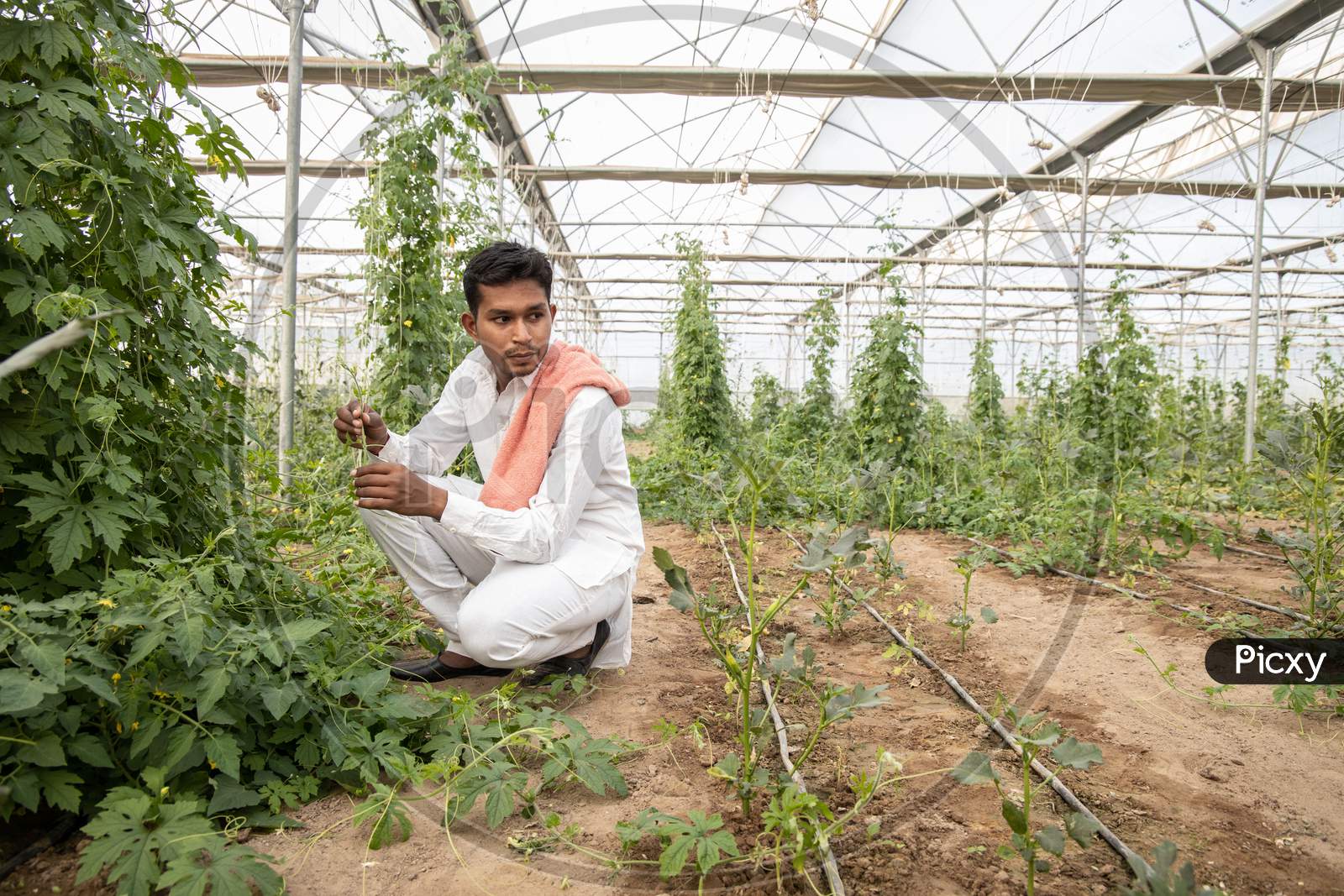 Young Indian Farmer Inspecting Crop From His Poly House Or Greenhouse, Modern Organic Farming, Agriculture Concept, Copy Space.