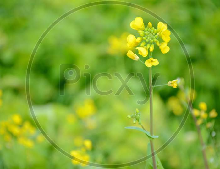 The Yellow Ripe Green Mustered Plant In The Farm.
