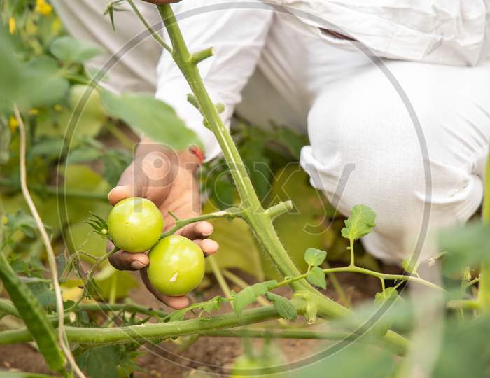 Closeup Of Farmer Hand Inspecting Or Holding Unripe Tomatoes Before Harvesting, Organic Farming And Agriculture Concept.