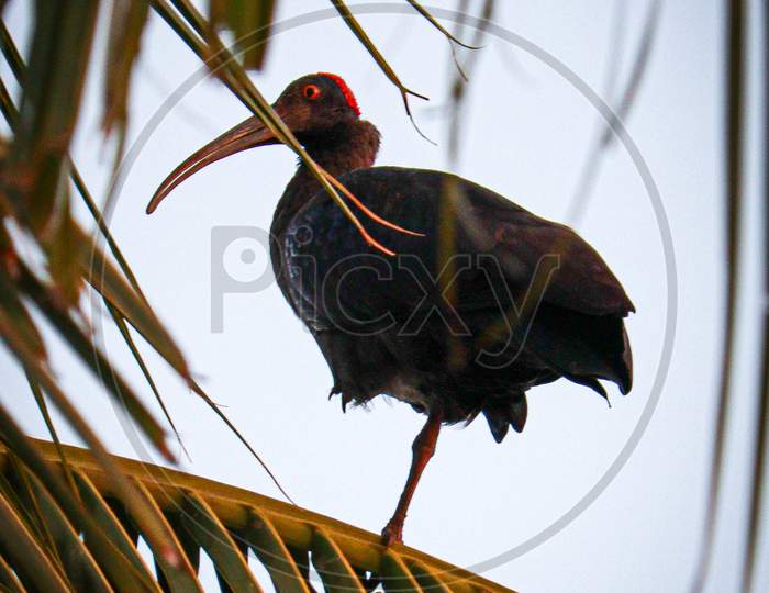 Red-Naped-Ibis, in coconut tree