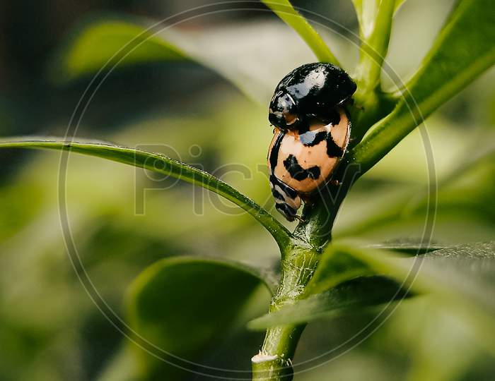 Tiny insects on a green plant
