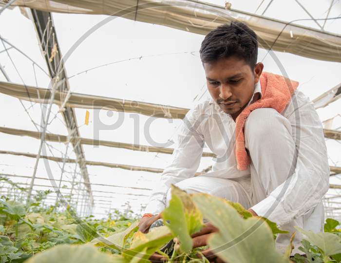 Young Indian Farmer Inspecting Or Harvesting Unripe Muskmelon From His Poly House Or Greenhouse, Modern Organic Farming, Agriculture Concept, Low Angle, Copy Space.