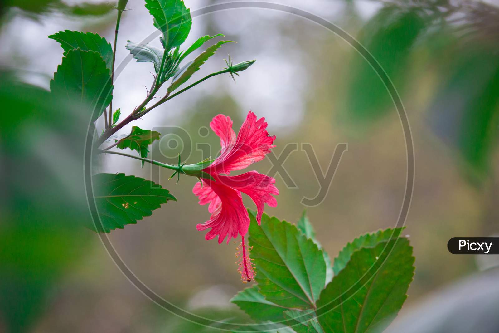 Hibiscus flower blooming away on a pleasant day