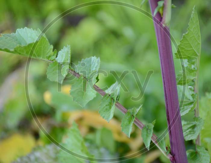 The Green Ripe Radish Leaves With Purple Plant In The Farm.