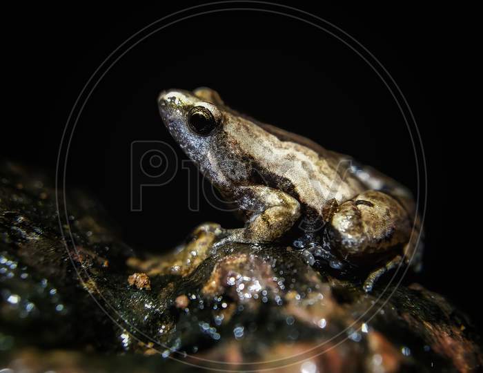Ornate narrow mouthed frog