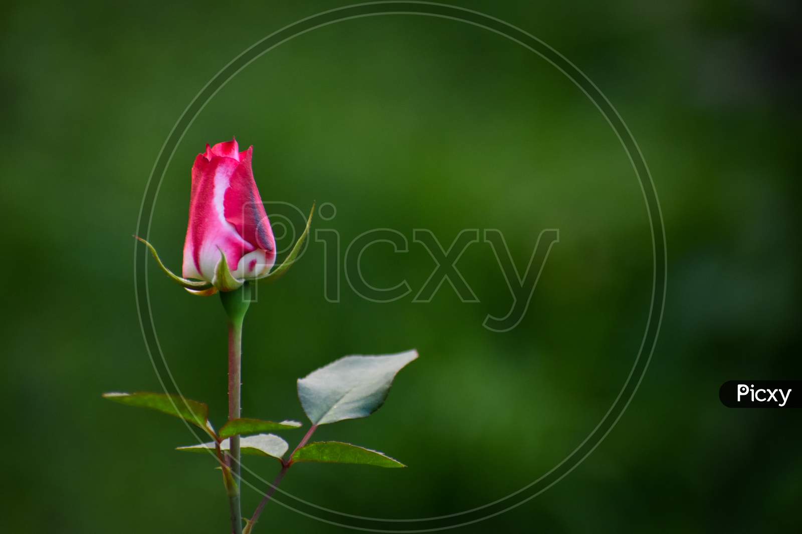 Rose Bud In The Garden Over Natural Background