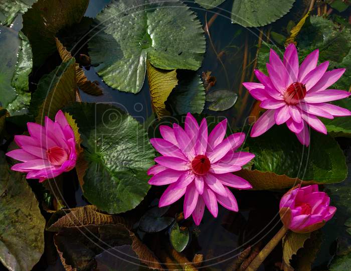 Pink Water Lily With Leaf In Ponds.