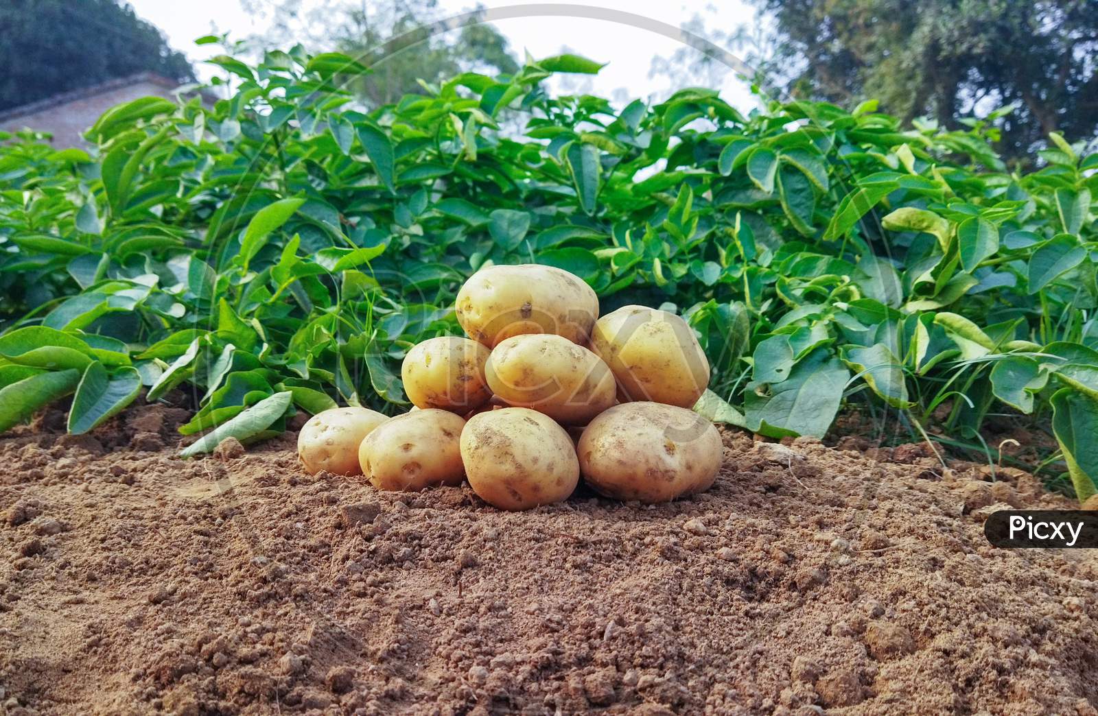 Potatoes On The Ground. Fresh Organic Potatoes In The Field