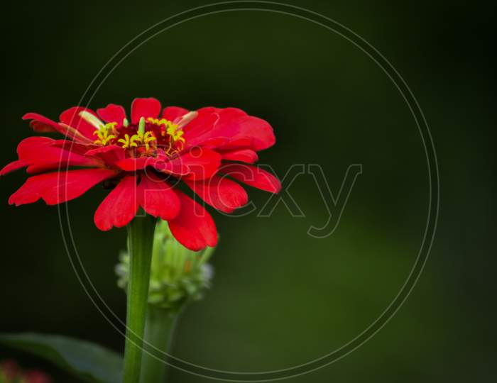 Red Zinnia Flower Is Blooming.Zinnia Flower.Red Zinnia, Common Zinnia
