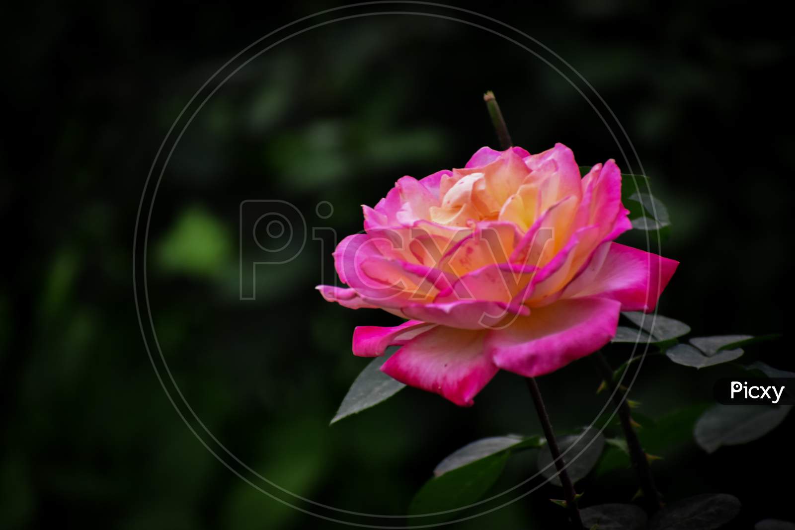Garden Spray Pink Rose Close Up View