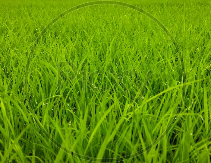 Green Grass Background Of Rice Field