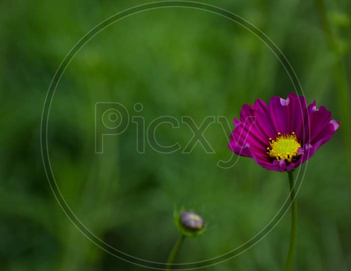 Close Up Of Beautiful Garden Cosmos Bipinnatus. Pink Cosmos Flowers Bloom