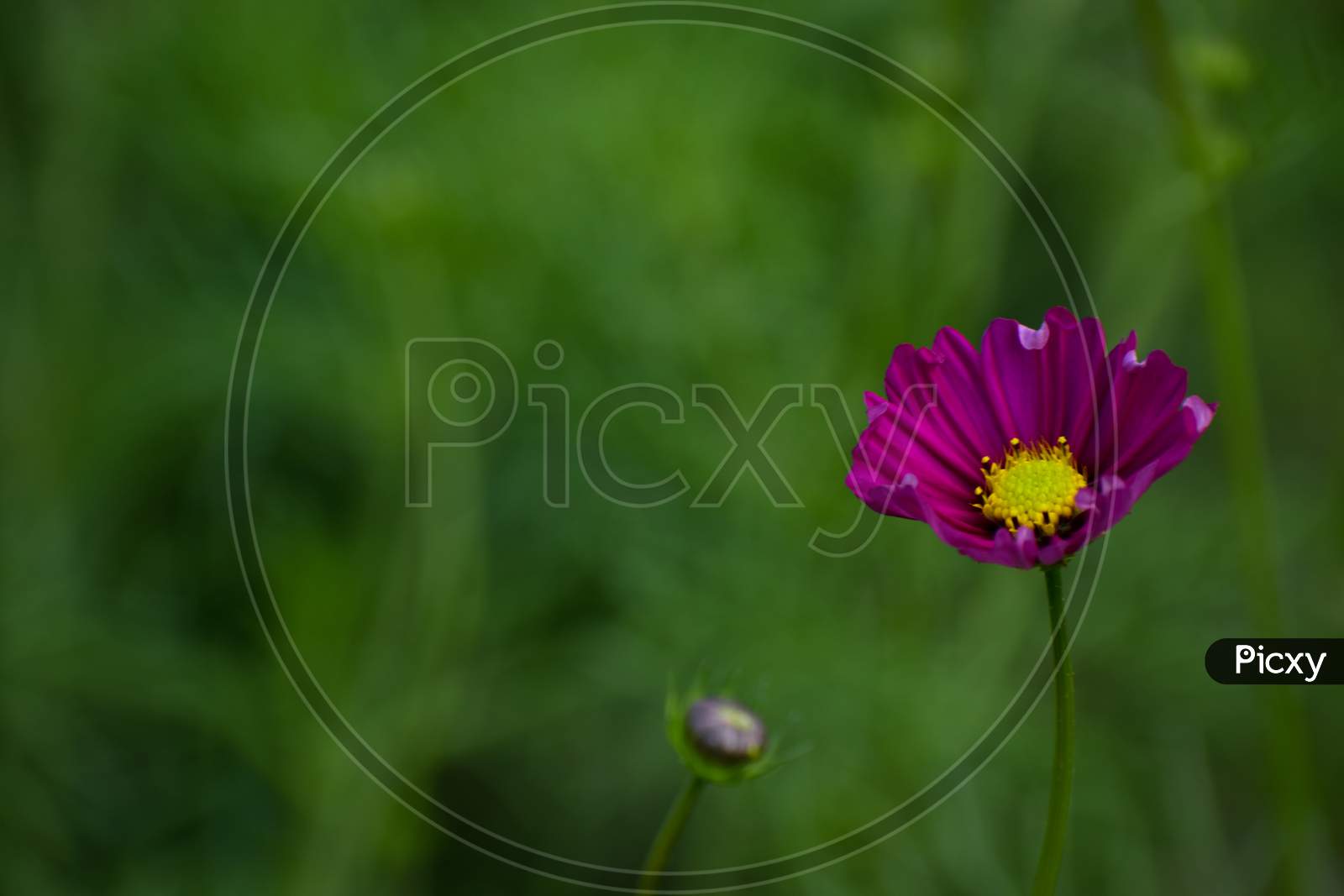 Close Up Of Beautiful Garden Cosmos Bipinnatus. Pink Cosmos Flowers Bloom