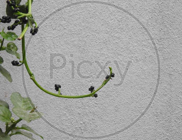 Basella Alba Fruit Or Spinach Malabar Fruit On Leaf With Selective Focus Isolated On White Background