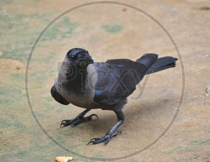 Brown black crow, an Asian crow sitting in ground.