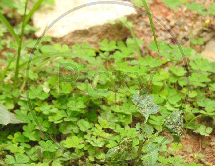 Creeping Ladys Sorrel Or Oxalis Corniculata Plant Green Leaves Texture Background