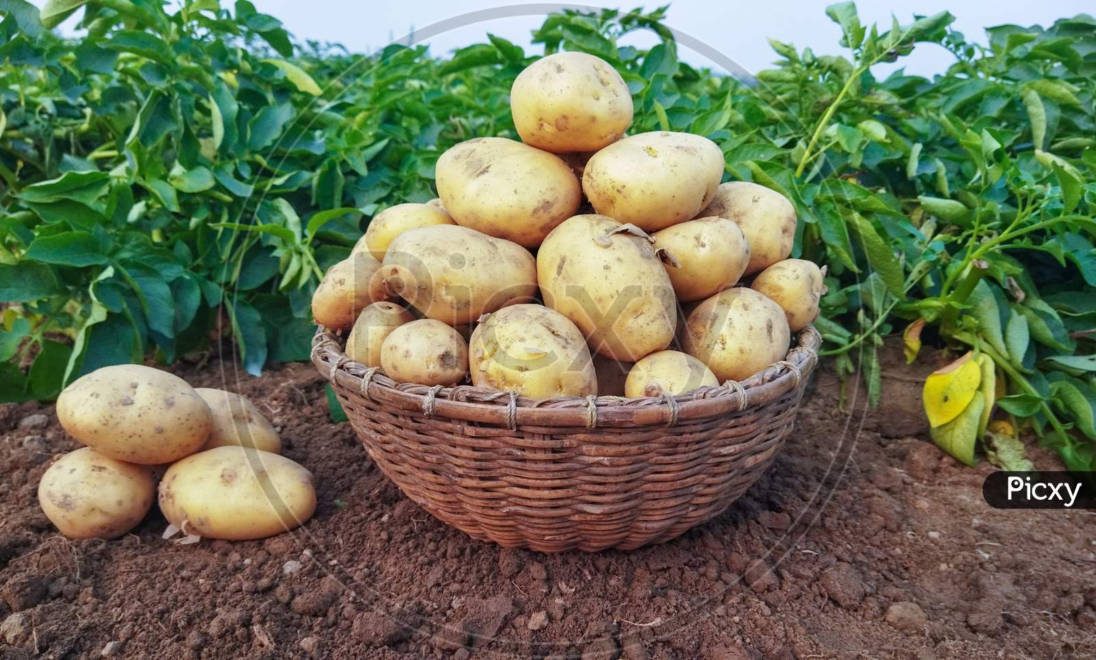Fresh Potato In The Busket. Fresh Organic Potatoes In The Field, Harvesting Potatoes From Soil