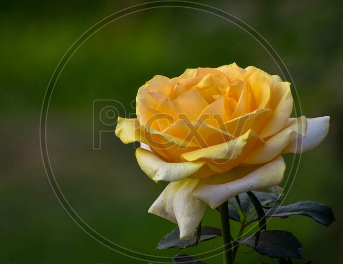 Close-Up Of A Beautiful Yellow Rose In Nature