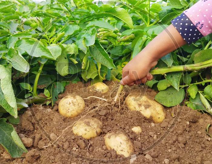 Woman Picking Fresh Potatoes During Harvesting In Potato Field