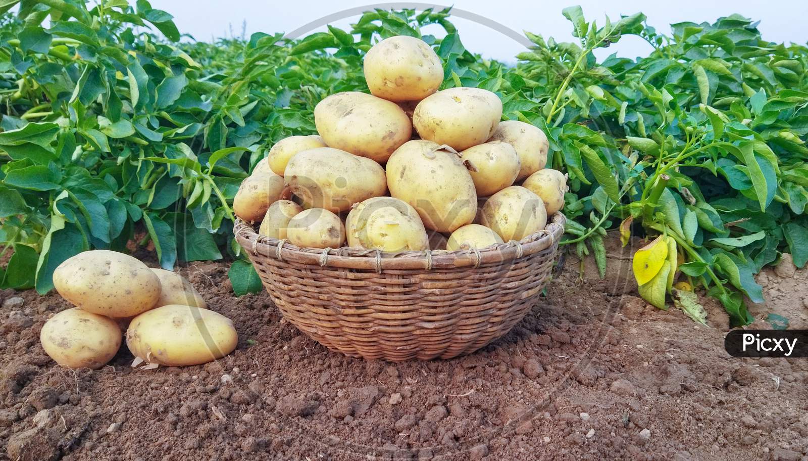 Fresh Potato In The Busket. Fresh Organic Potatoes In The Field, Harvesting Potatoes From Soil