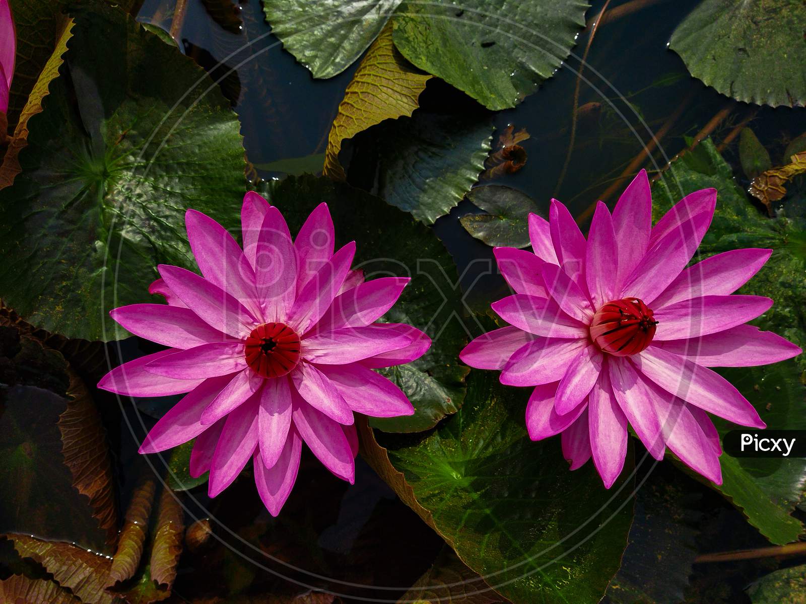 Beautiful Purple Water Lily Close-Up