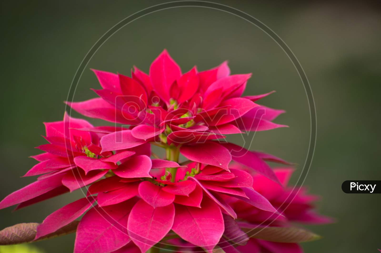 A Close Up Of Pink And Red Poinsettia Flowers. Close-Up Red Flowers Of Early Winter