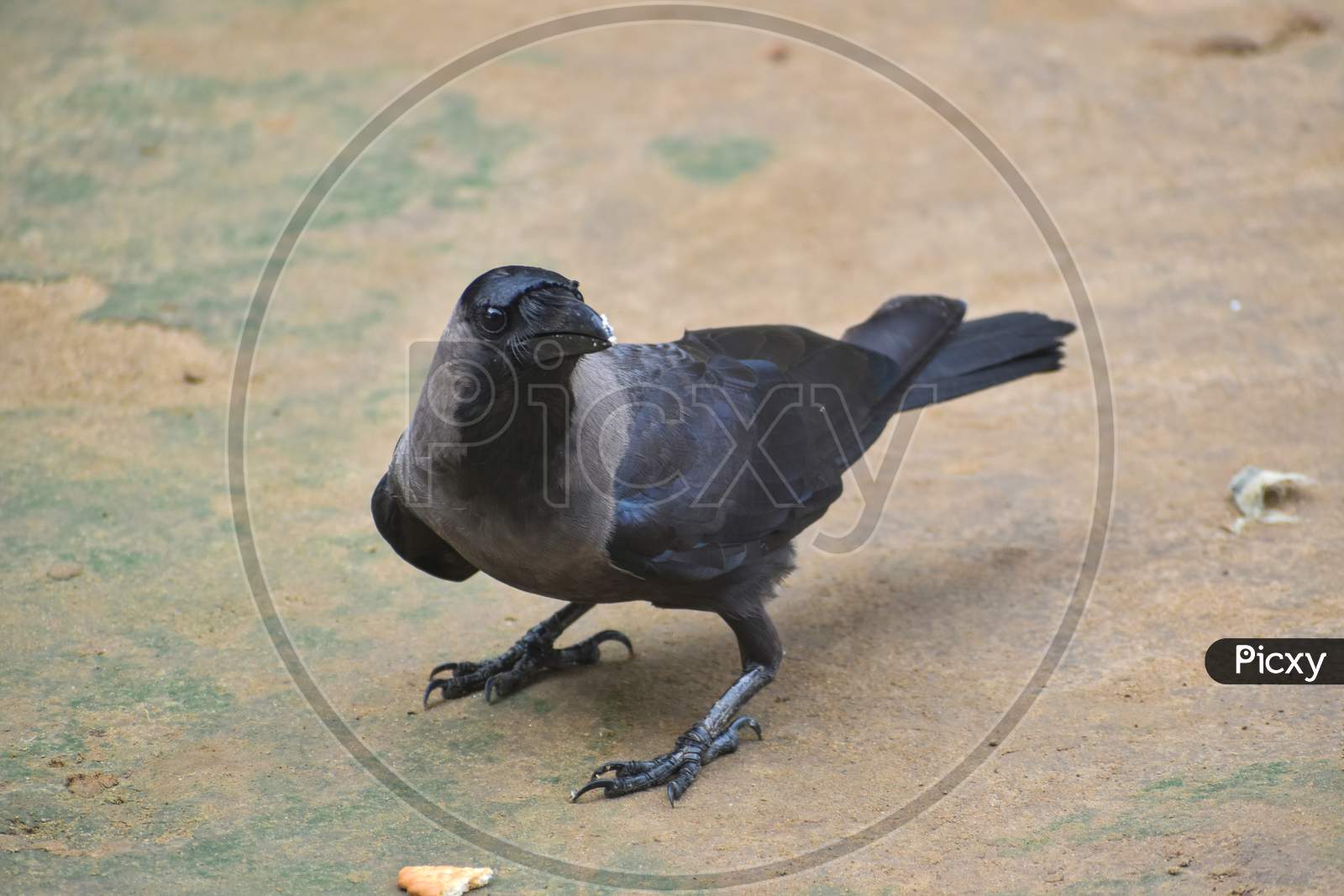 Image of Brown black crow, an Asian crow sitting in ground.-GE534260-Picxy